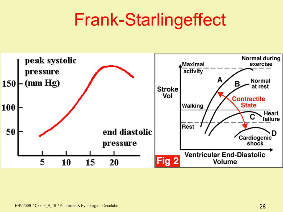 Frank-Starlingeffect