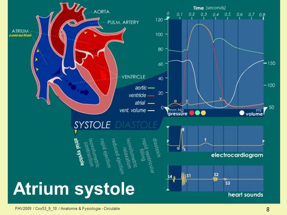 Atrium systole FHV2009 / Cxx53_9_10 / Anatomie & Fysiologie - Circulatie 8