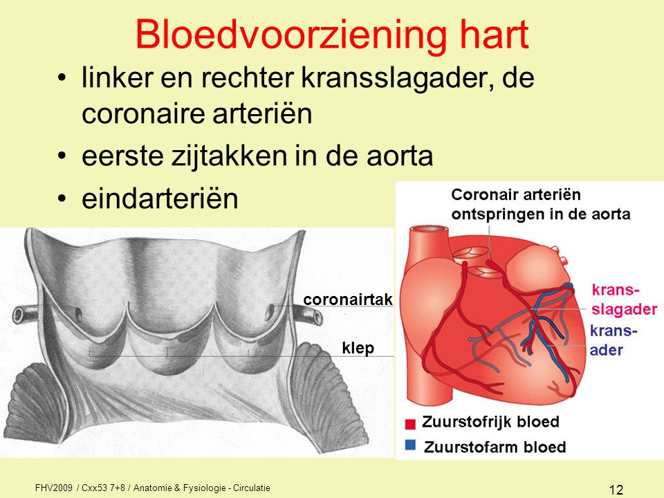 Bloedvoorziening hart