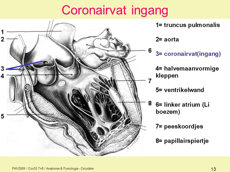 Coronairvat ingang FHV2009 / Cxx / Anatomie & Fysiologie - Circulatie