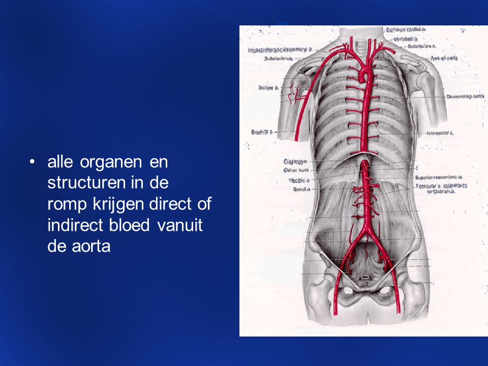 De aorta: alle organen en structuren in de romp krijgen direct of indirect bloed vanuit de aorta