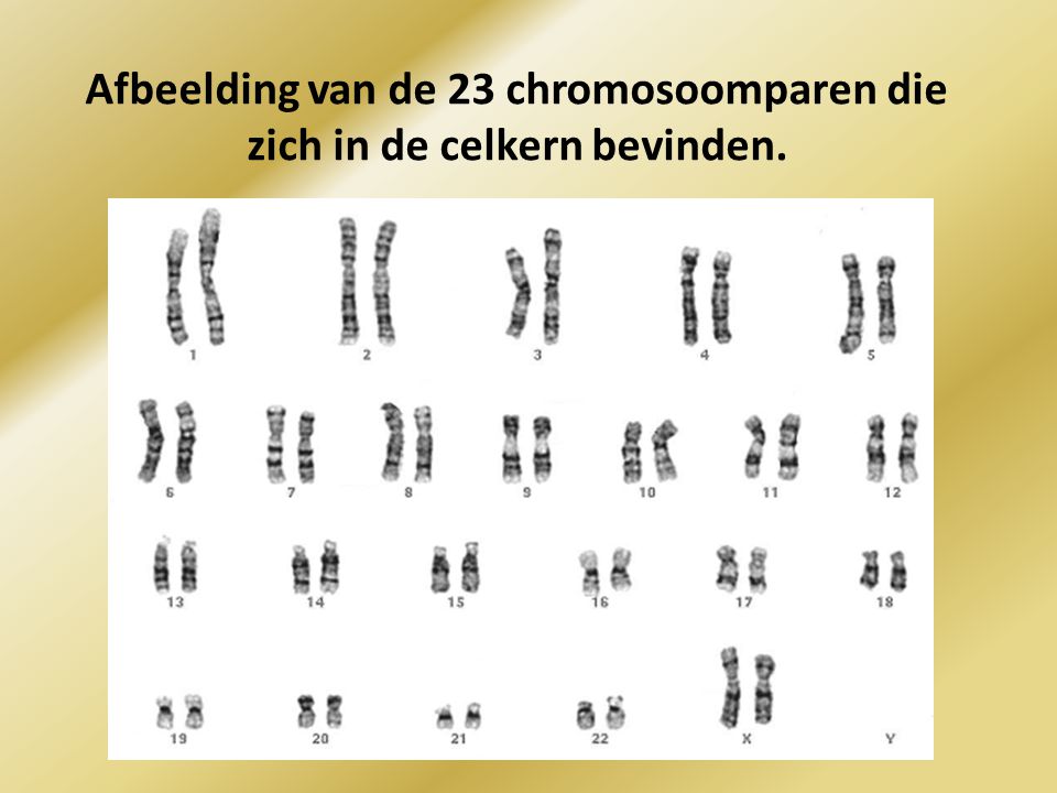 Afbeelding van de 23 chromosoomparen die zich in de celkern bevinden.