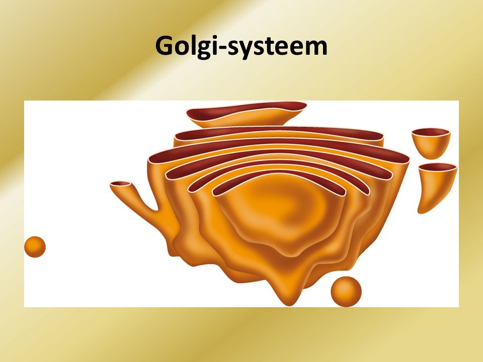 Golgi-systeem Plek in de cel waar aangemaakte eiwitten worden omgevormd tot werkzame eindproducten.