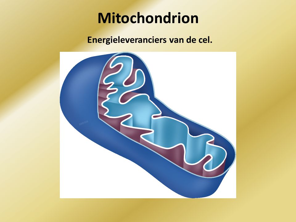 Mitochondrion Energieleveranciers van de cel.