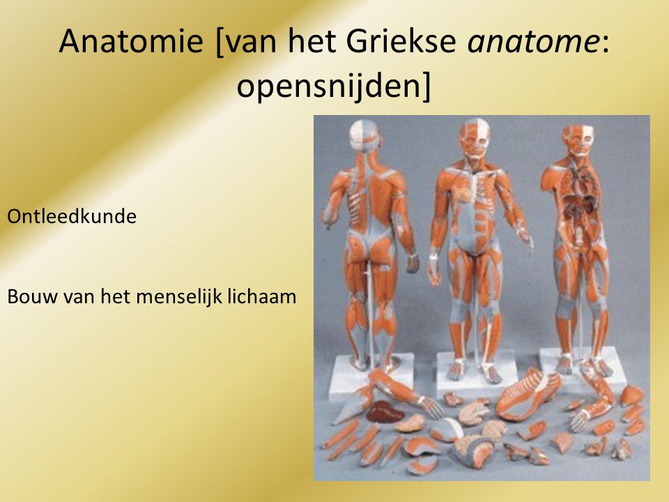 Anatomie [van het Griekse anatome: opensnijden]