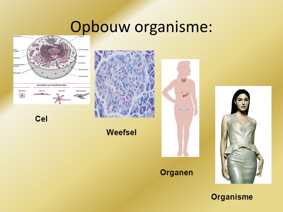 Opbouw organisme: Cel Weefsel Organen Organisme