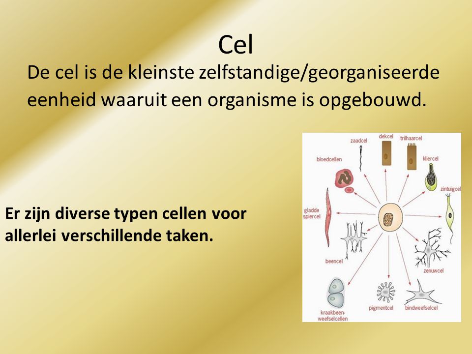 Cel De cel is de kleinste zelfstandige/georganiseerde eenheid waaruit een organisme is opgebouwd.