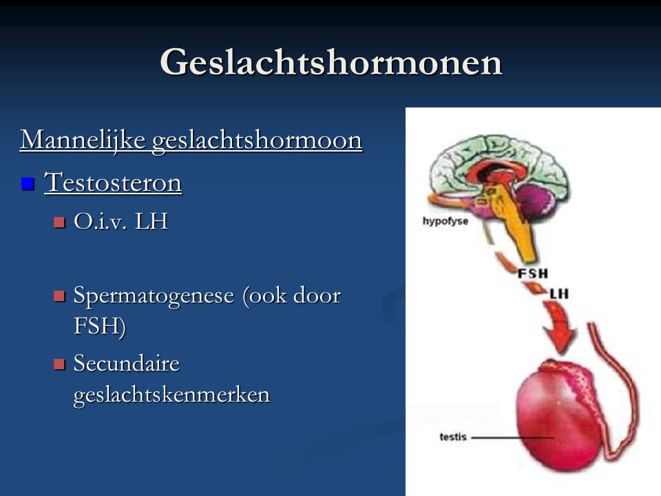Geslachtshormonen Mannelijke geslachtshormoon Testosteron O.i.v. LH