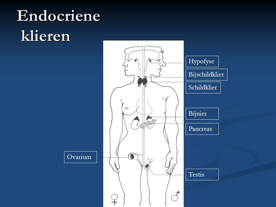 Endocriene klieren Hypofyse Bijschildklier Schildklier Bijnier