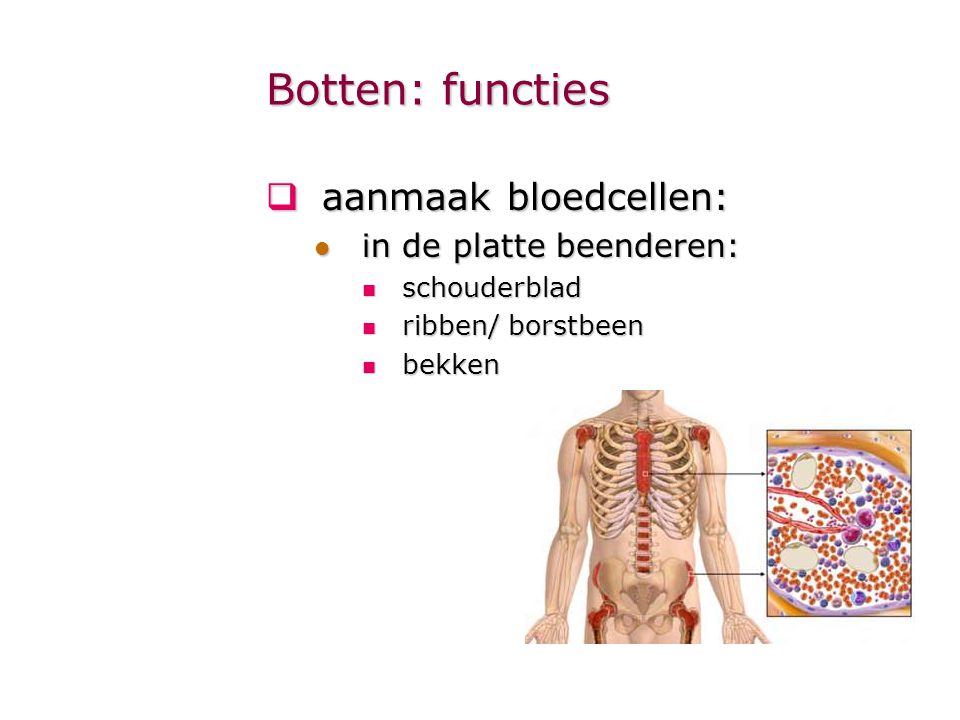 Botten: functies aanmaak bloedcellen: in de platte beenderen: