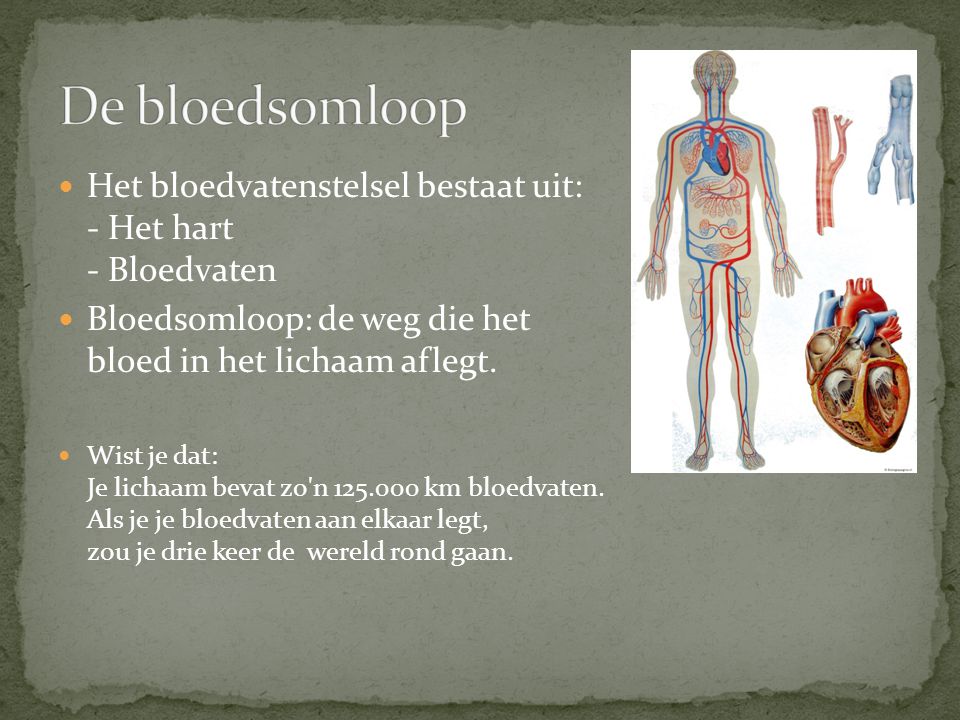 De bloedsomloop Het bloedvatenstelsel bestaat uit: - Het hart - Bloedvaten. Bloedsomloop: de weg die het bloed in het lichaam aflegt.
