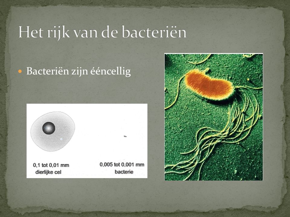 Het rijk van de bacteriën
