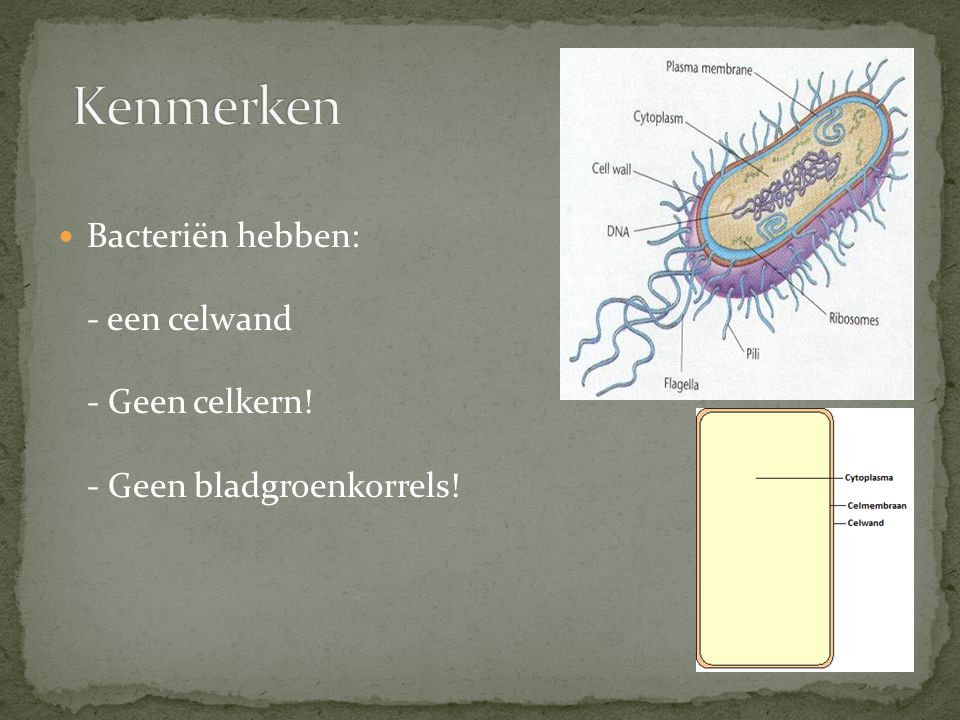 Kenmerken Bacteriën hebben: - een celwand - Geen celkern! - Geen bladgroenkorrels!