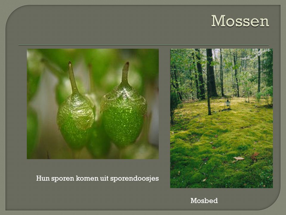Mossen Hun sporen komen uit sporendoosjes Mosbed