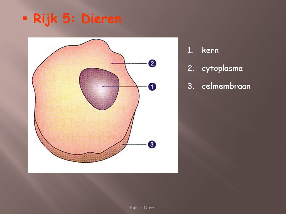 Rijk 5: Dieren kern cytoplasma celmembraan Rijk 5: Dieren