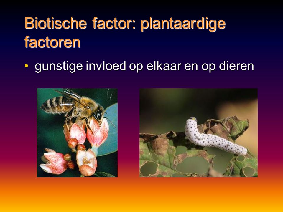 Biotische factor: plantaardige factoren