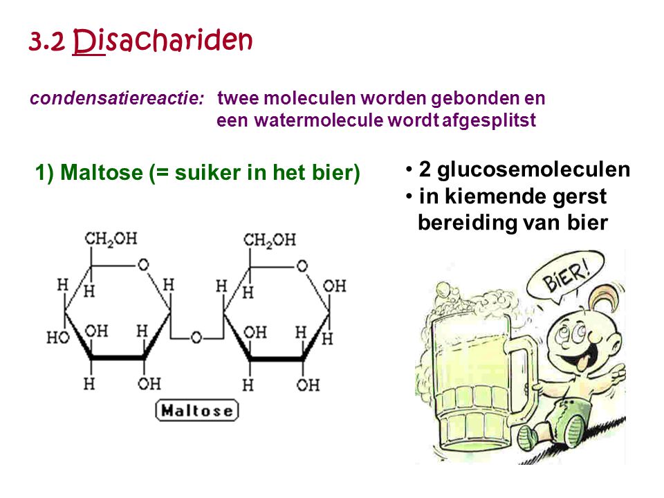 3.2 Disachariden 2 glucosemoleculen 1) Maltose (= suiker in het bier)