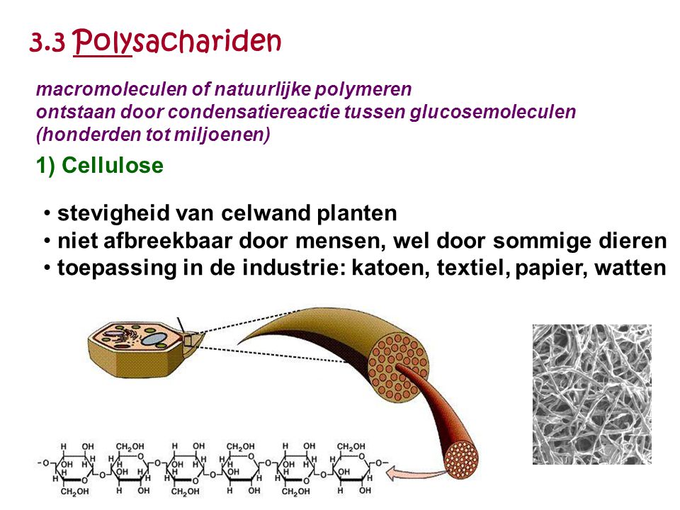 3.3 Polysachariden 1) Cellulose stevigheid van celwand planten