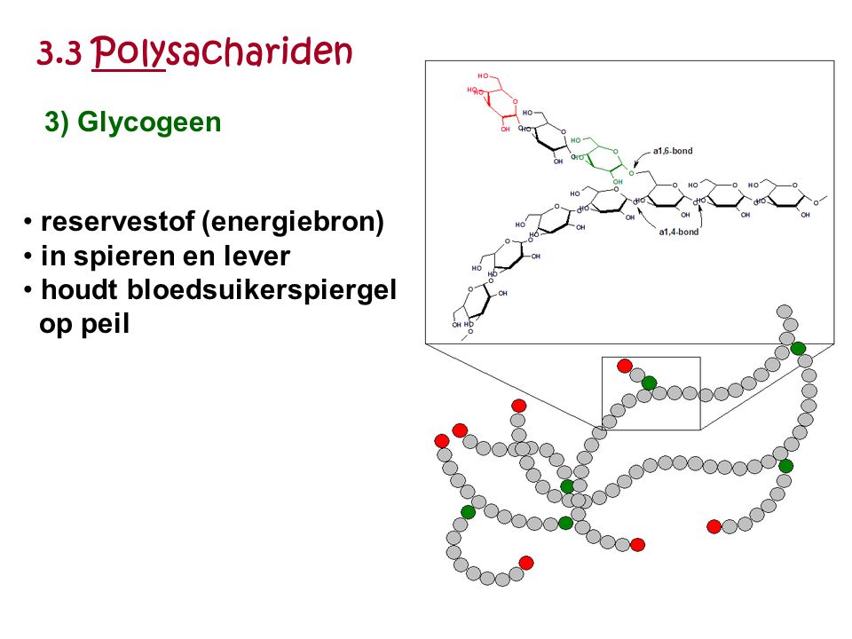 3.3 Polysachariden 3) Glycogeen reservestof (energiebron)