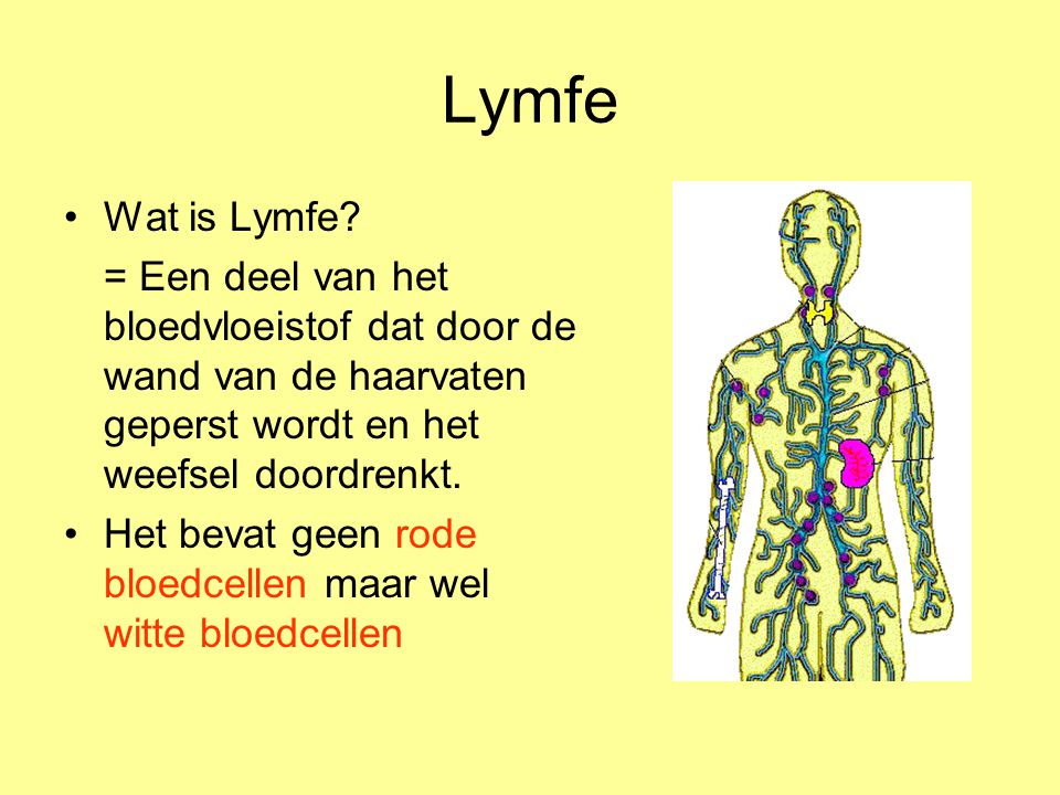 Lymfe Wat is Lymfe = Een deel van het bloedvloeistof dat door de wand van de haarvaten geperst wordt en het weefsel doordrenkt.