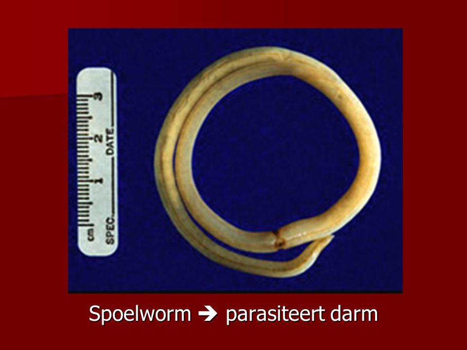 Spoelworm  parasiteert darm