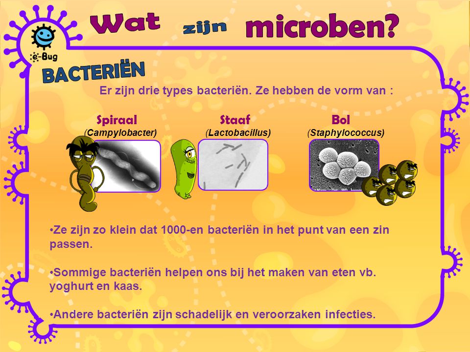 Er zijn drie types bacteriën. Ze hebben de vorm van :