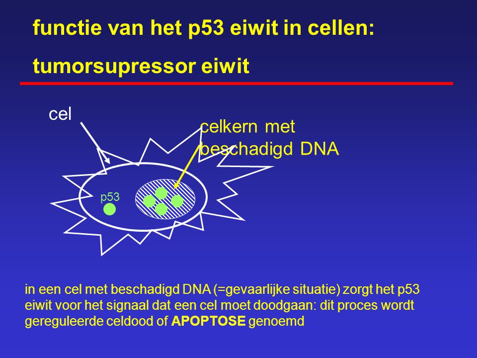 functie van het p53 eiwit in cellen: tumorsupressor eiwit