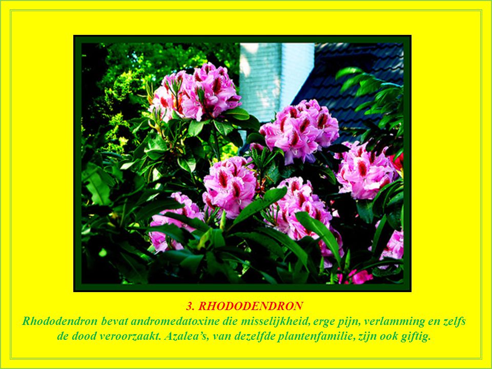 3. RHODODENDRON