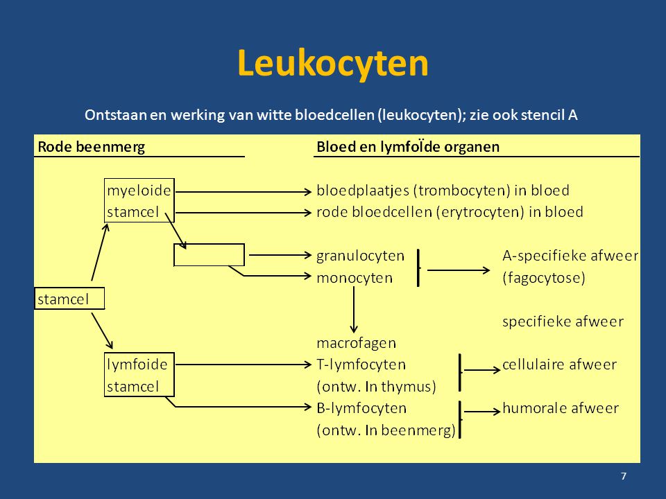 Leukocyten Ontstaan en werking van witte bloedcellen (leukocyten); zie ook stencil A