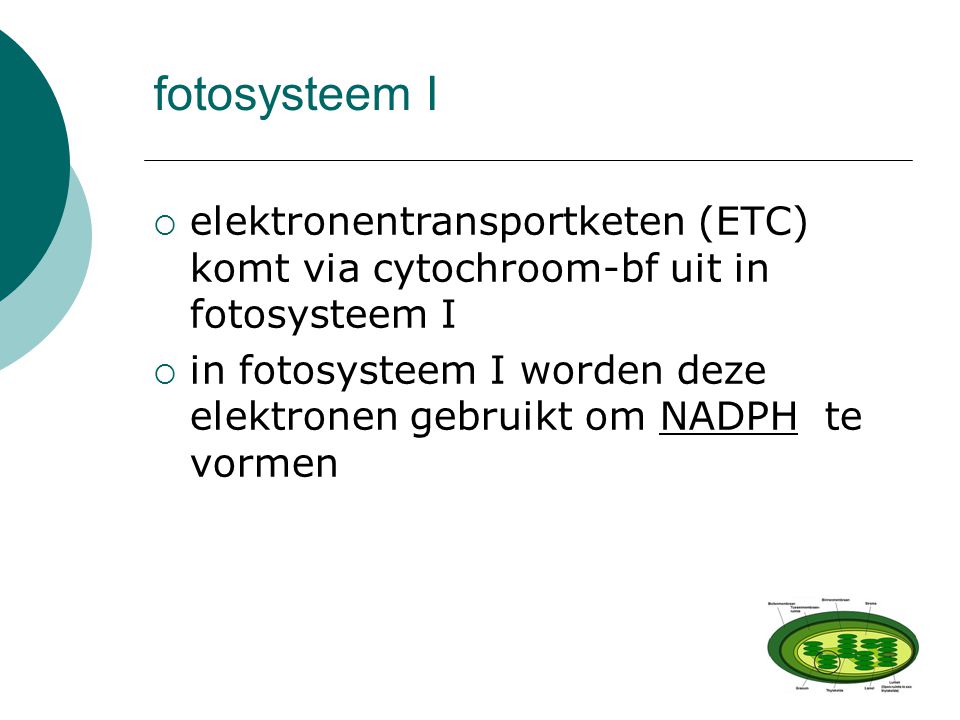 fotosysteem I elektronentransportketen (ETC) komt via cytochroom-bf uit in fotosysteem I.