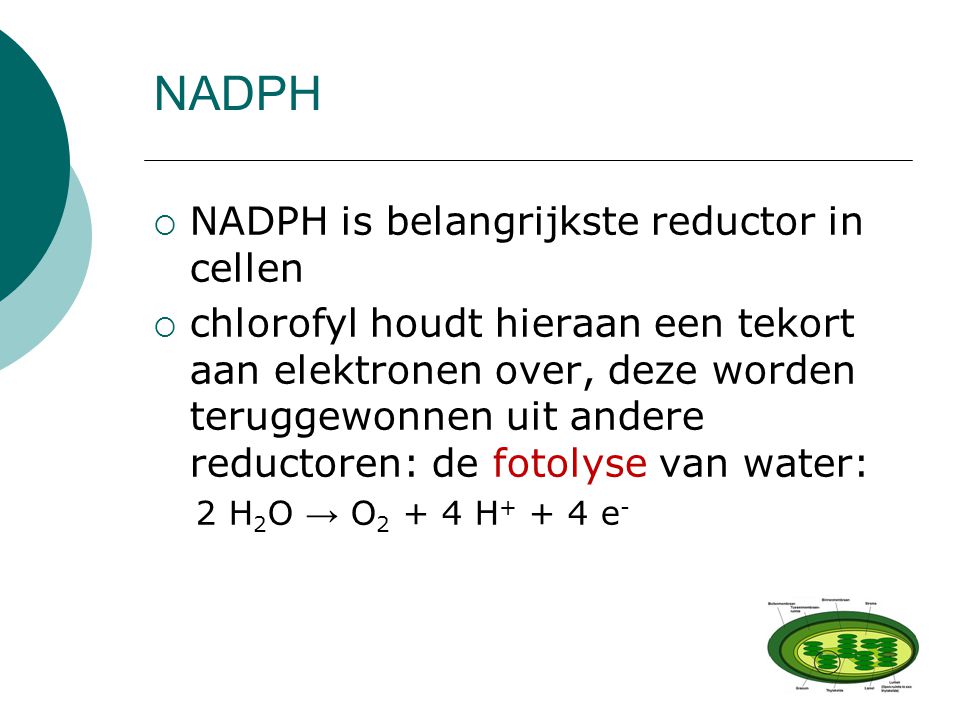 NADPH NADPH is belangrijkste reductor in cellen