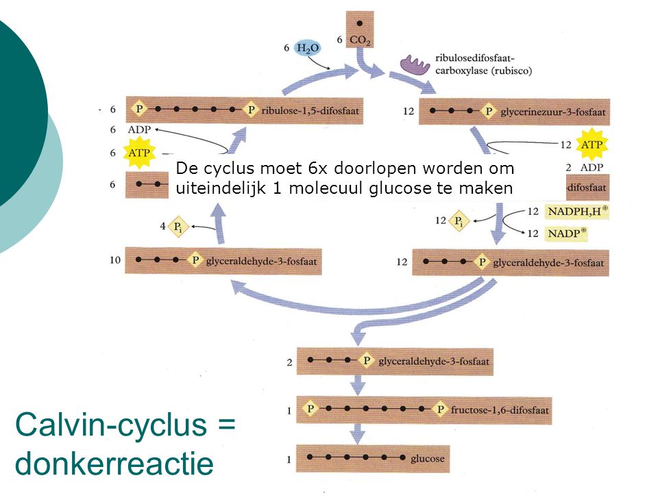 Calvin-cyclus = donkerreactie