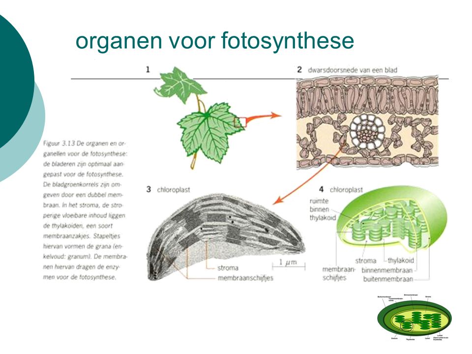 organen voor fotosynthese