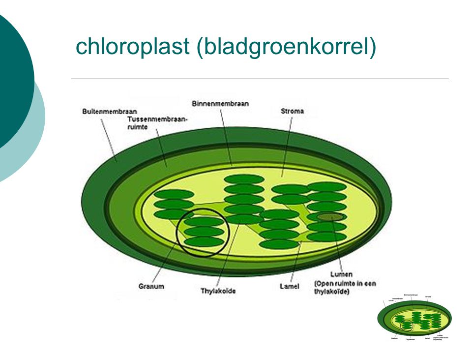 chloroplast (bladgroenkorrel)