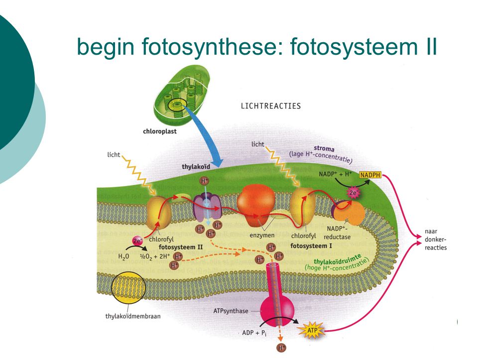 begin fotosynthese: fotosysteem II