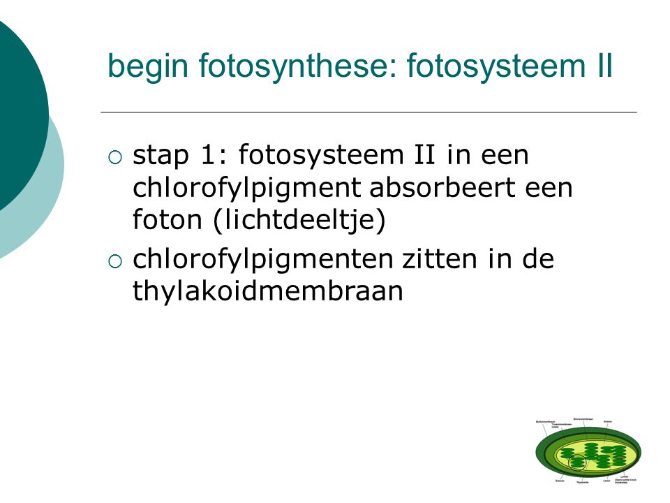 begin fotosynthese: fotosysteem II