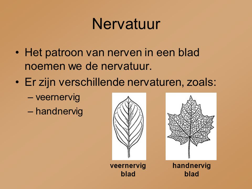 Nervatuur Het patroon van nerven in een blad noemen we de nervatuur.