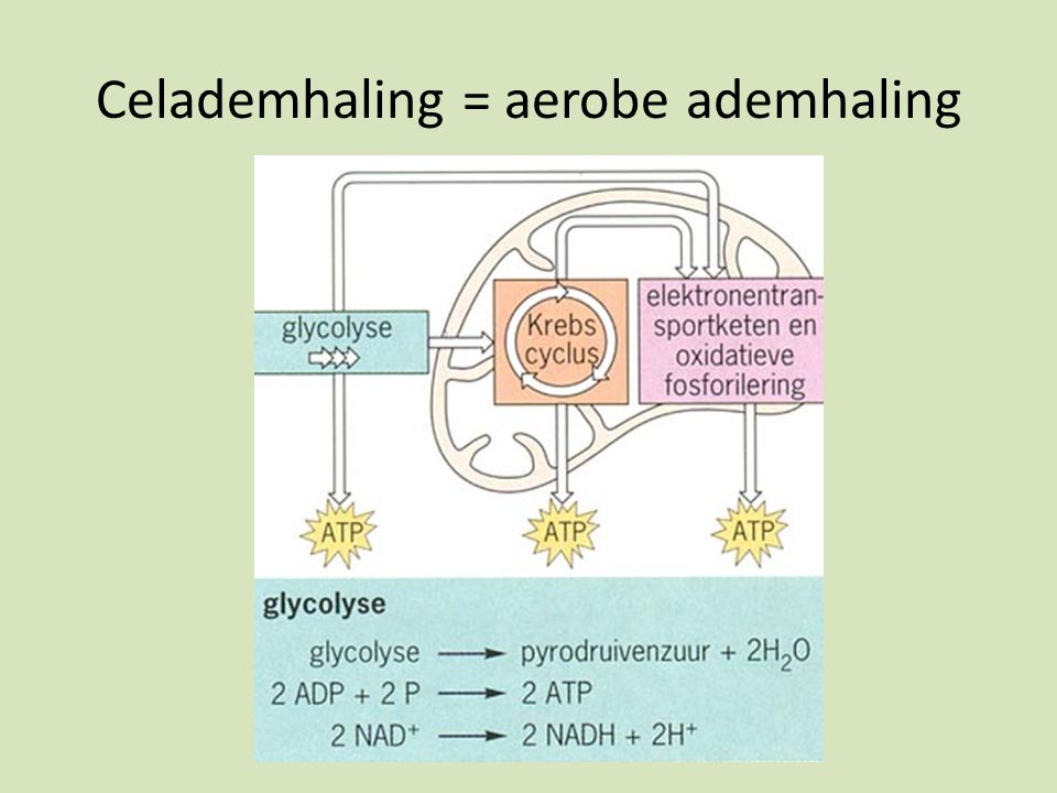 Celademhaling = aerobe ademhaling