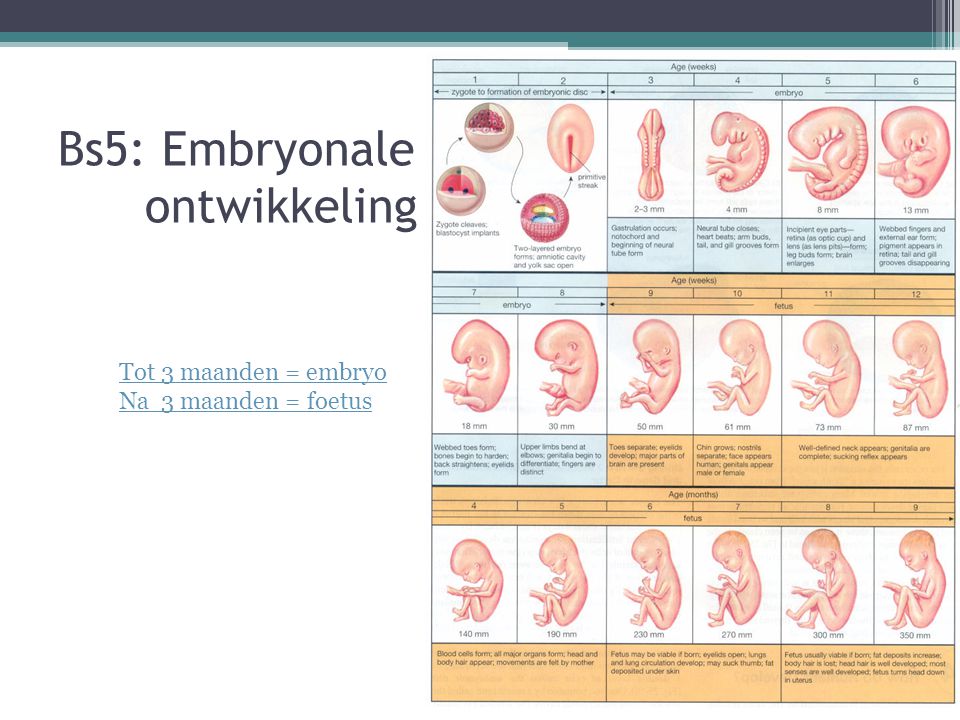 Bs5: Embryonale ontwikkeling