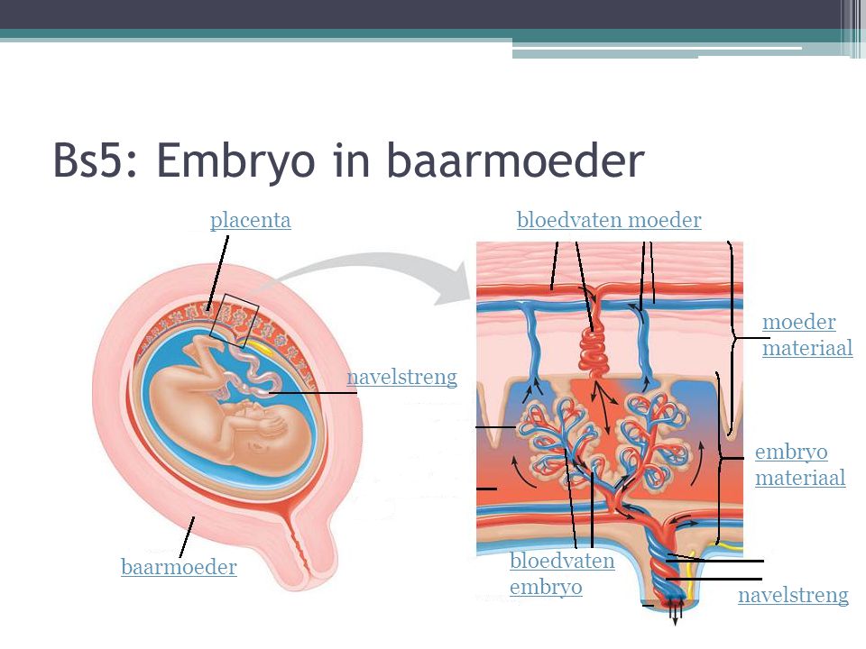 Bs5: Embryo in baarmoeder