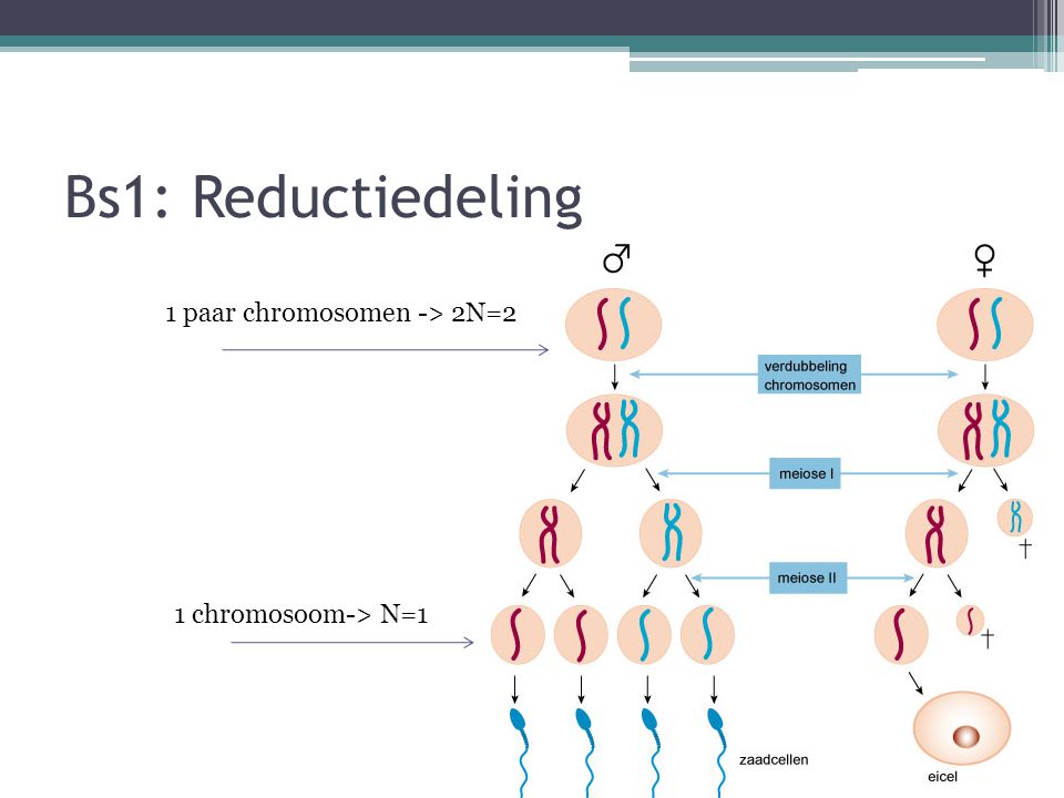 Bs1: Reductiedeling 1 paar chromosomen -> 2N=2