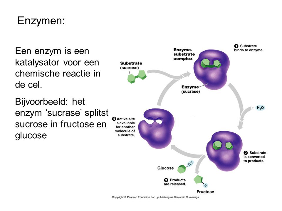 Enzymen: Een enzym is een katalysator voor een chemische reactie in de cel.