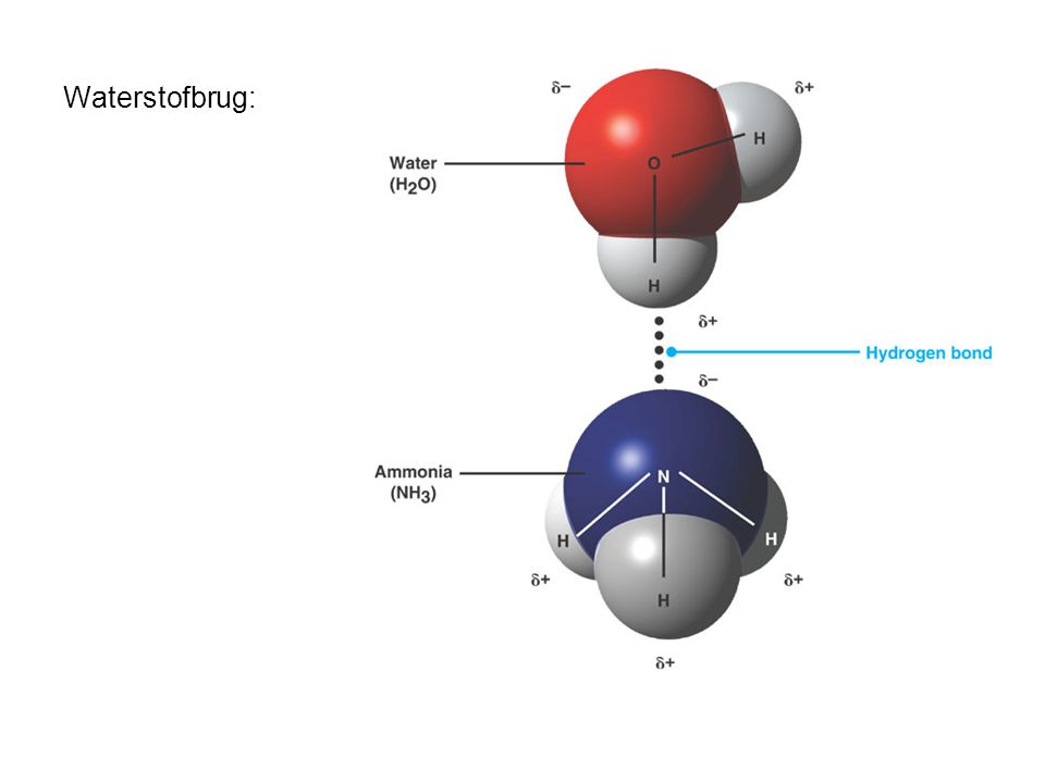 Waterstofbrug: Aantrekkingskracht tussen een Hδ+ van het ene molecuul en een negatief geladen N- of O-atoom van een ander molecuul.
