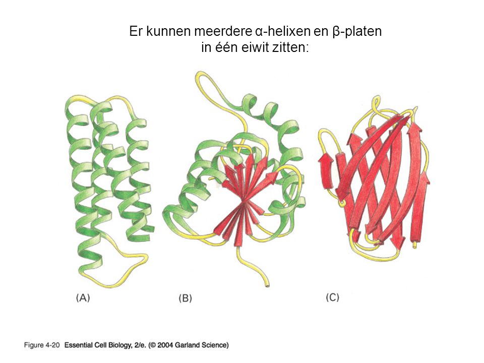Er kunnen meerdere α-helixen en β-platen in één eiwit zitten: