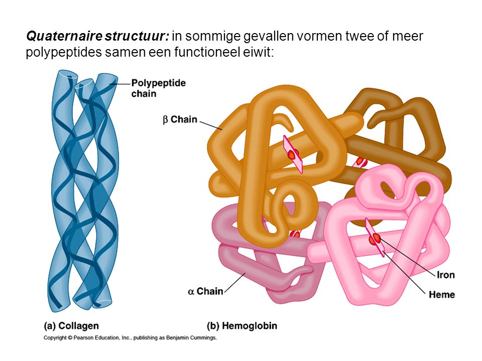Quaternaire structuur: in sommige gevallen vormen twee of meer polypeptides samen een functioneel eiwit: