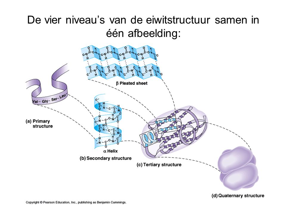 De vier niveau’s van de eiwitstructuur samen in één afbeelding: