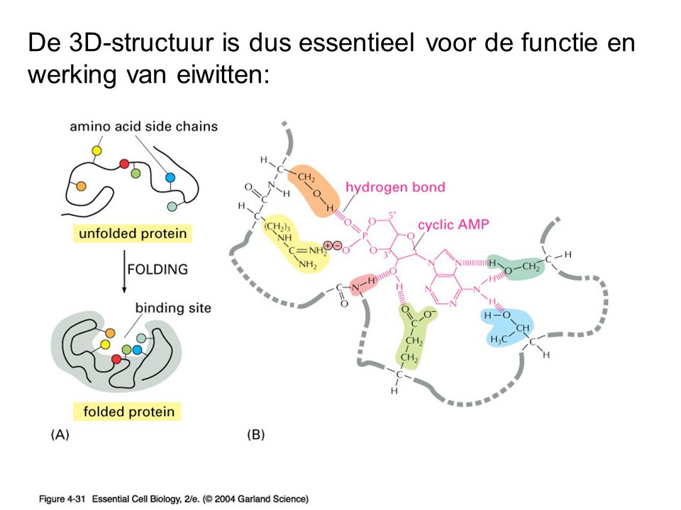 De 3D-structuur is dus essentieel voor de functie en werking van eiwitten: