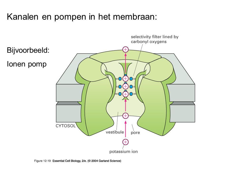 Kanalen en pompen in het membraan: