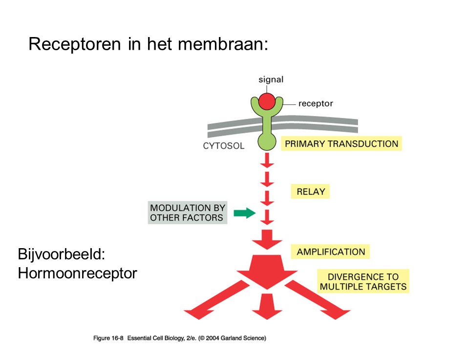 Receptoren in het membraan: