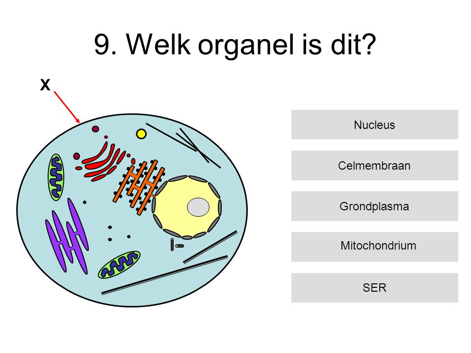 9. Welk organel is dit X Nucleus Celmembraan Grondplasma